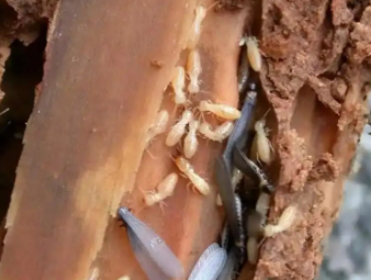 四川白蚁防治公司分享看似渺小的白蚁：被误解的生态工程师与居家隐患